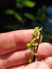 Callitriche cophocarpa