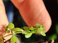 Callitriche cophocarpa