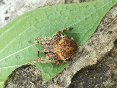 Common Hairy Field Spider