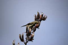 Anthornis melanura