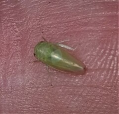 Batracomorphus