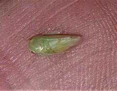 Batracomorphus