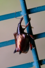 Scolopterus penicillatus