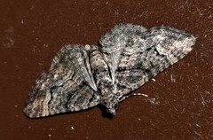 Eucymatoge peplodes