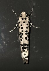 Yponomeuta pustulellus