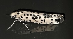 Yponomeuta pustulellus