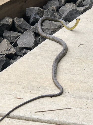 Common Tree Snake sighting