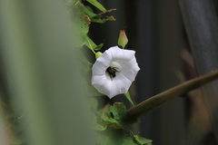 Calystegia tuguriorum