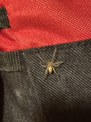 Cheiracanthium mildei