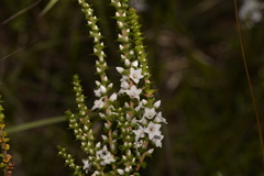 Epacris microphylla