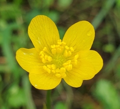 Ranunculus occidentalis