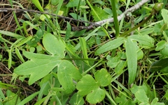 Ranunculus occidentalis