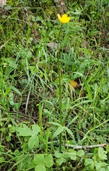 Ranunculus occidentalis