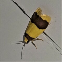 Heterallactis microchrysa