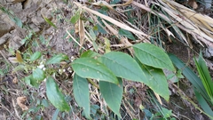 Deeringia polysperma