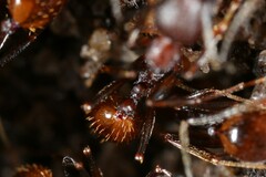 Aphaenogaster fulva