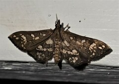 Ischnurges illustralis