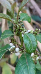 Deeringia polysperma