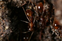Aphaenogaster fulva