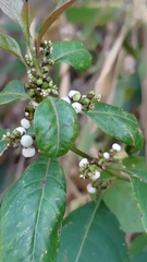 Deeringia polysperma