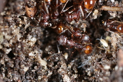 Aphaenogaster fulva