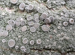 Lecanora caesiorubella