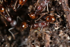 Aphaenogaster fulva