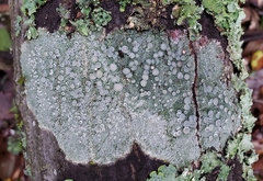 Lecanora caesiorubella