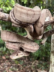 Corallus hortulana