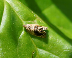 Acroceuthes metaxanthana