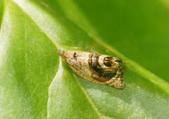 Acroceuthes metaxanthana