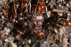 Aphaenogaster fulva
