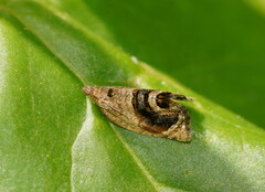 Acroceuthes metaxanthana