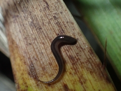 Rhynchodemus sylvaticus