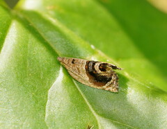 Acroceuthes metaxanthana