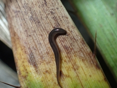 Rhynchodemus sylvaticus