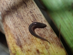 Rhynchodemus sylvaticus