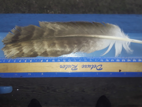 Plume de Aigle des steppes