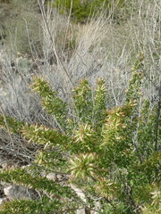 Brickellia laciniata