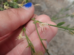 Menodora