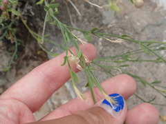 Menodora