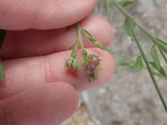 Menodora