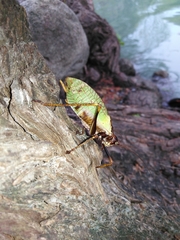 Pterophylla beltrani