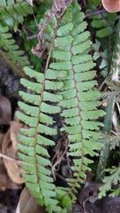 Adiantum caudatum
