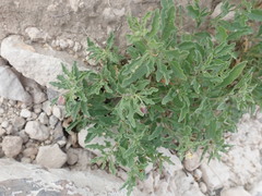 Chamaesaracha sordida