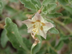 Chamaesaracha sordida