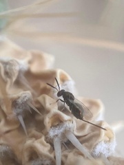 Torymidae