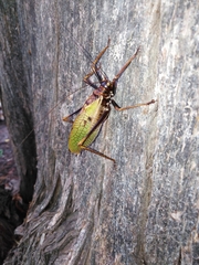 Pterophylla beltrani