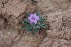 Langloisia setosissima setosissima