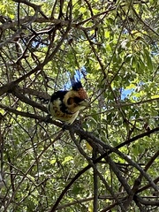 Trachyphonus vaillantii